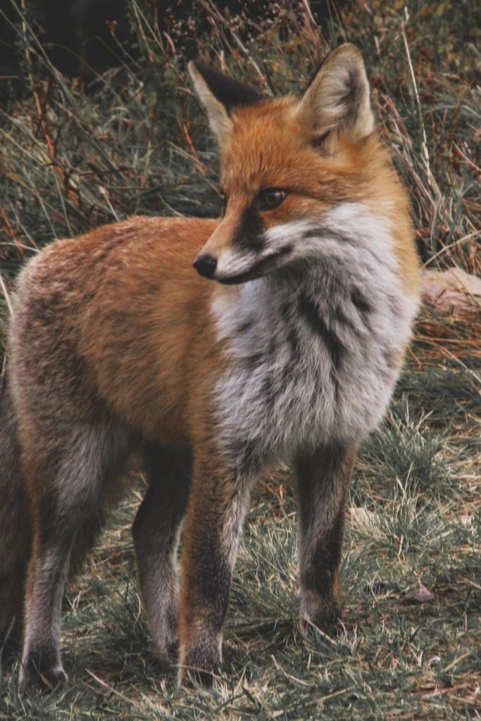 A zoomed in view of a standing red fox in surrounded by grass.