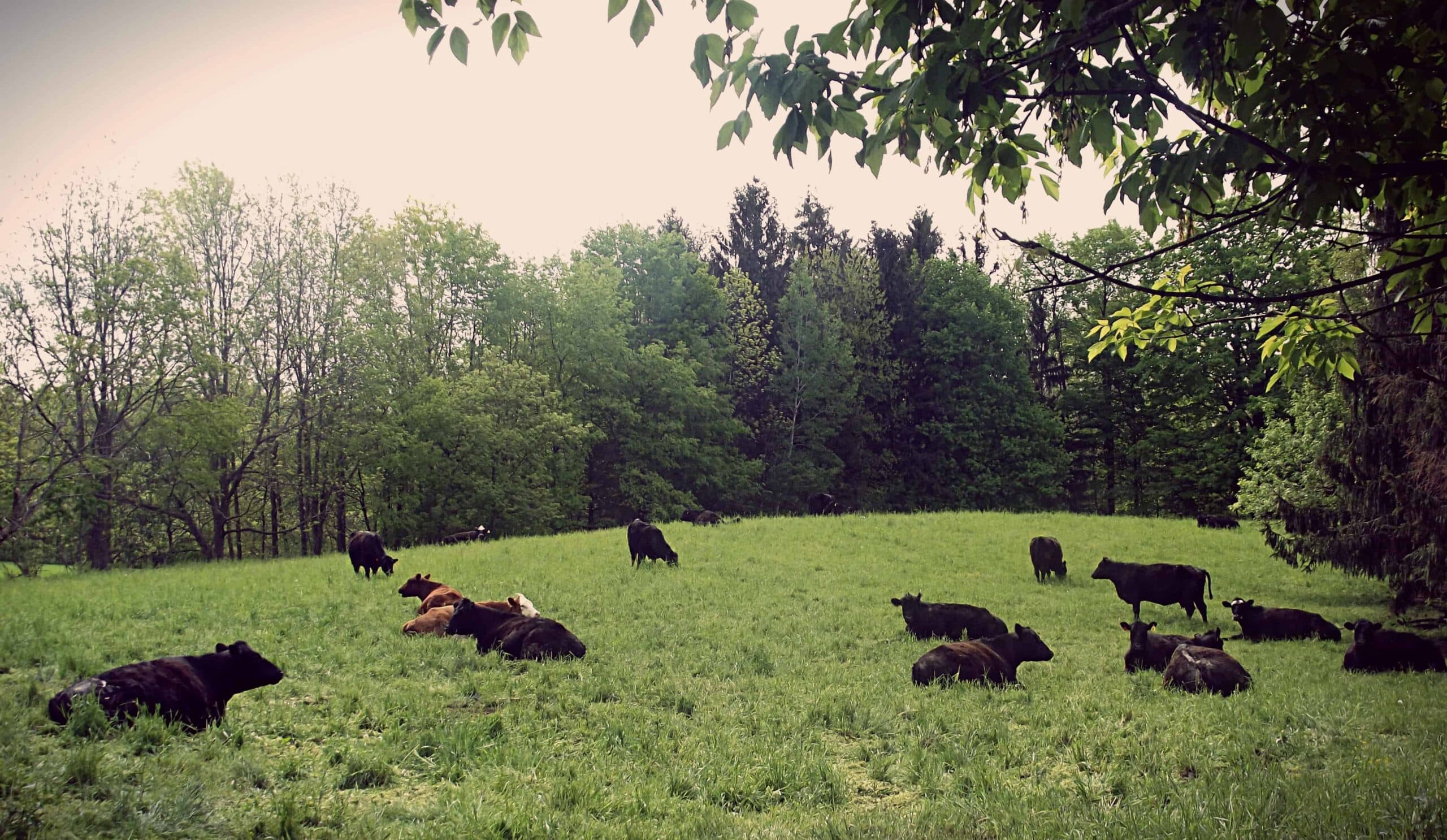 Cranky cow? Tips to stay safe