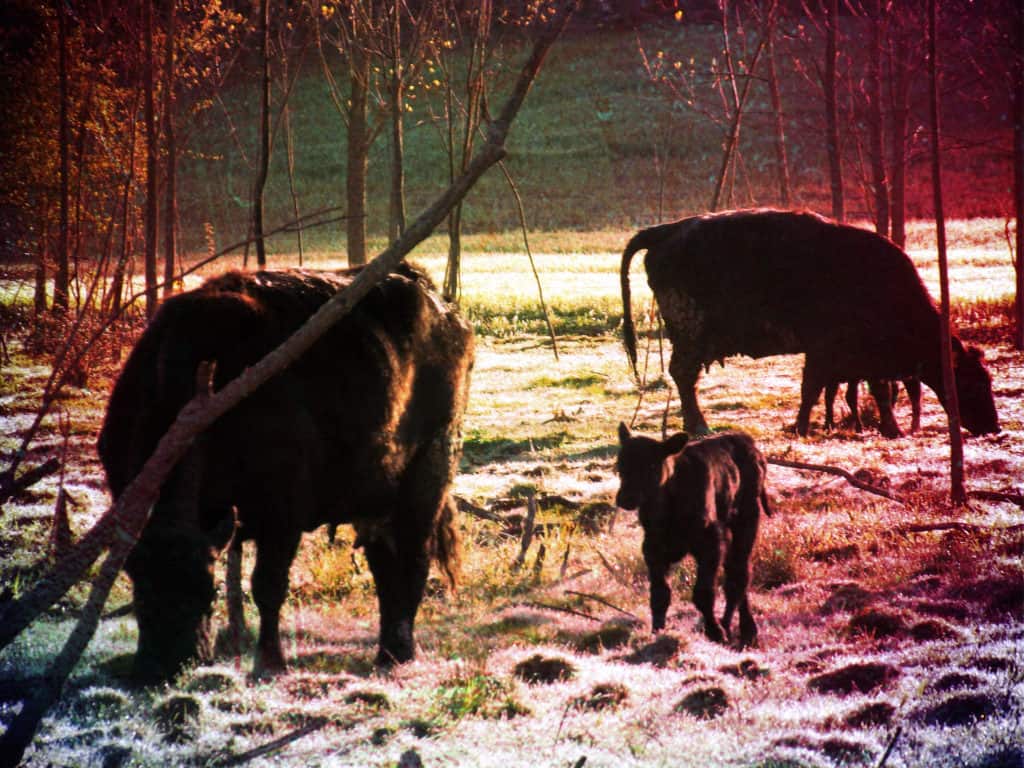 Black Angus Cows and Calves Crazing in the morning