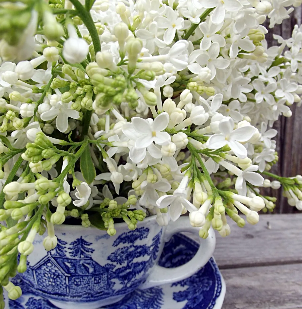 Fresh Cut Lilacs: How to enjoy your blooms indoors for as long as possible