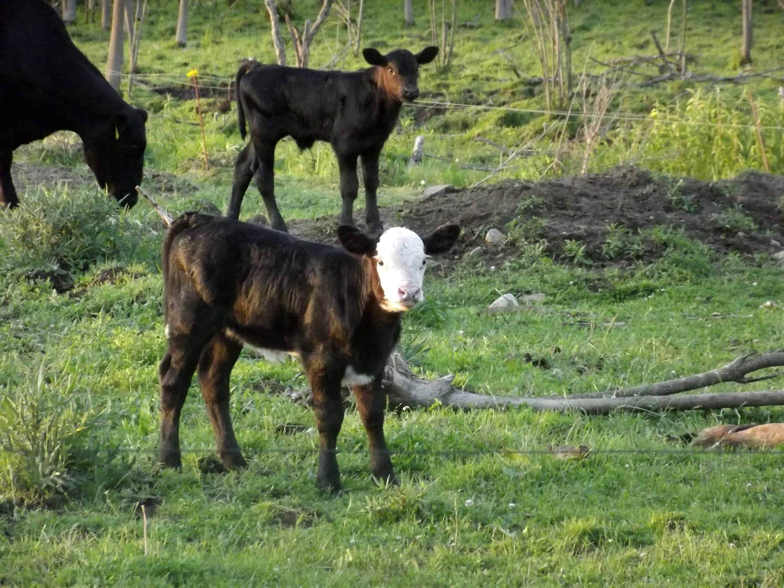 Evening Pasture Walk: Calving Season is winding down
