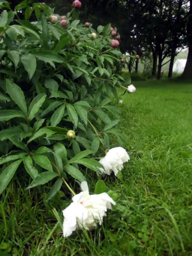 Peonies after the rain-Home in the Finger Lakes