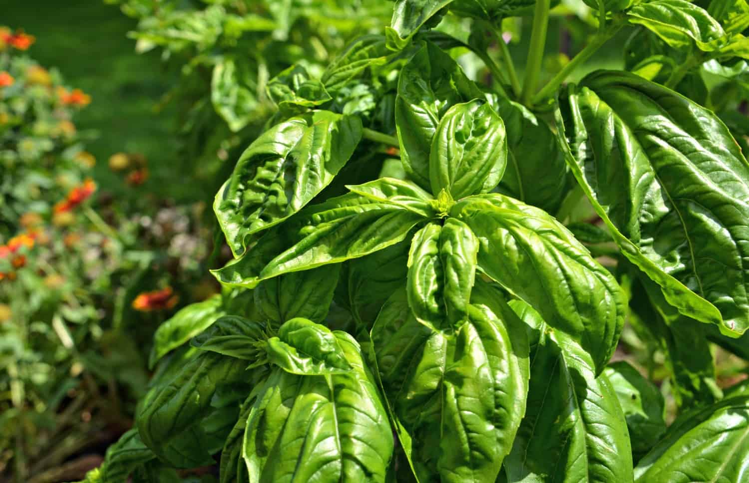 How to dehydrate basil- Home in the Finger Lakes