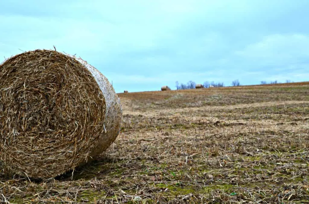 Round Soybean Stalk Bales- Home in the Finger Lakes