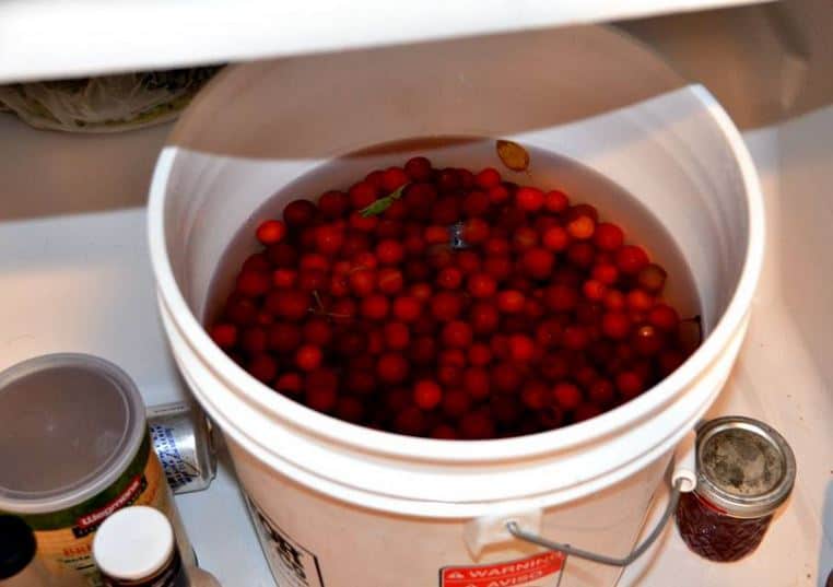 Bucket of Cherries