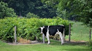Cow in the vineyard near Keuka Lake, Pultney NY