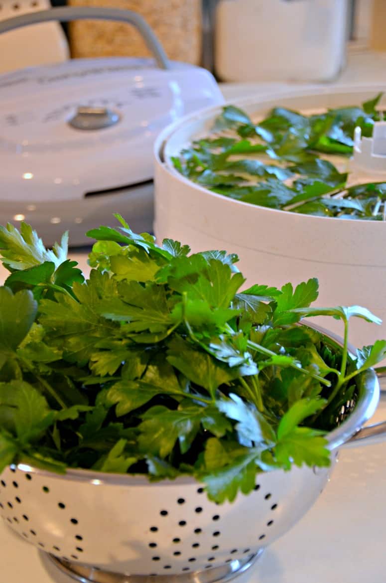 How To Dry Parsley in a Dehydrator Home in the Finger Lakes