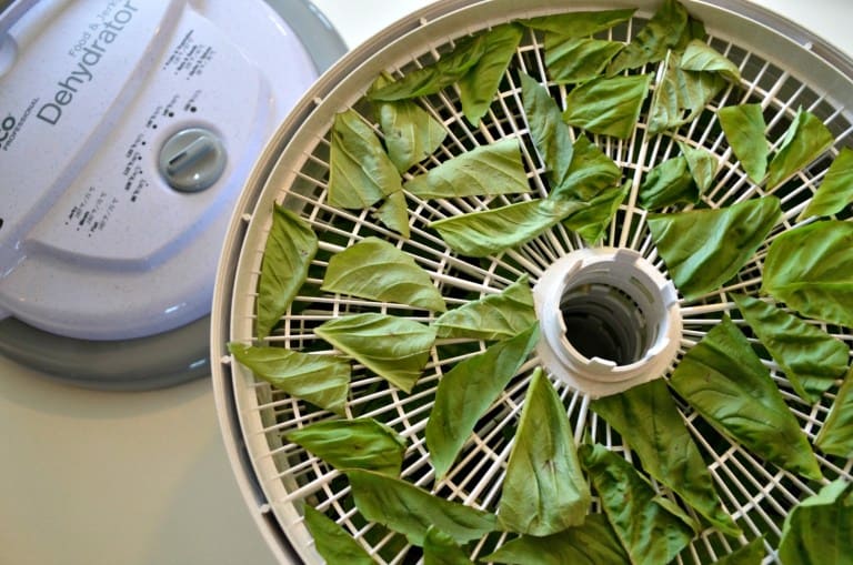 Food Dehydrator filled with basil