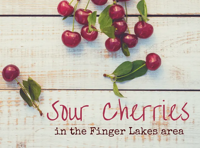 Finding Sour cherries in the Finger Lakes area
