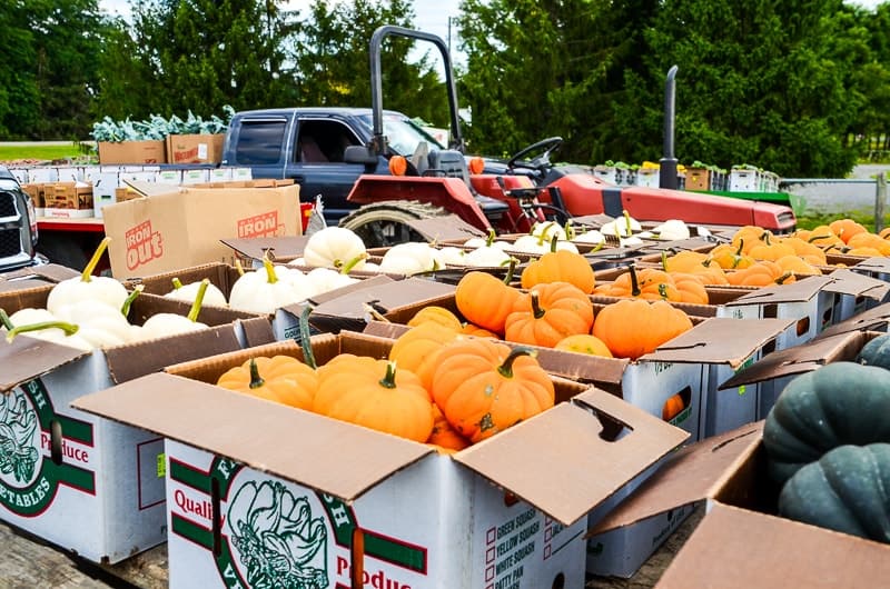 Produce Auctiongourds Home in the Finger Lakes