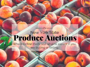 New York State Produce Auctions, where to find them and what to expect if you are buying or selling