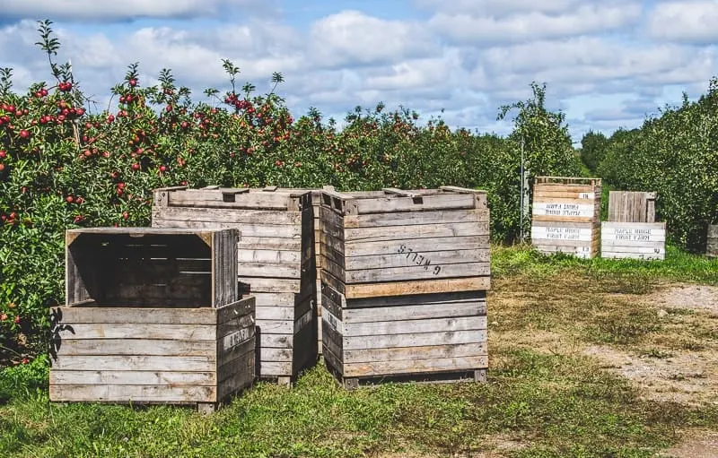 Apple Shed Orchard Autumn 2015