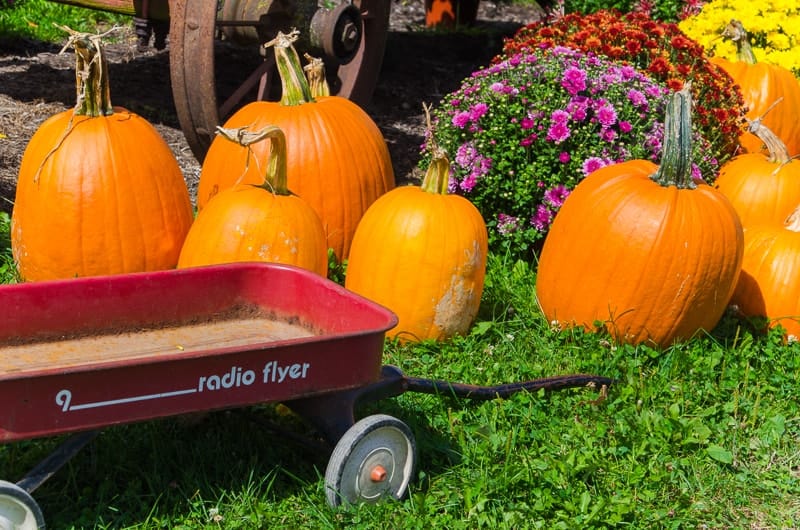 Pumpkin display next to a wagon and mums at The Apple Shed in Newark