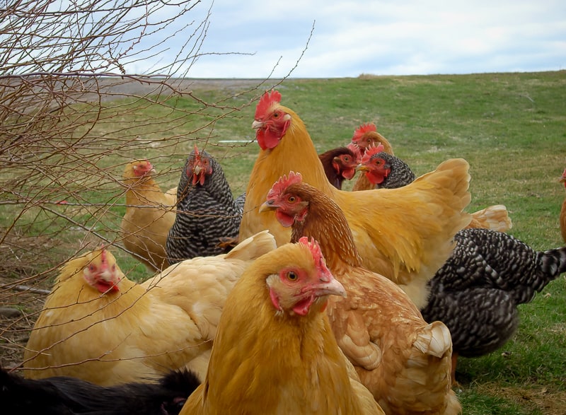 Secrets to Surviving the Winter With Chickens From The Chicken Coop