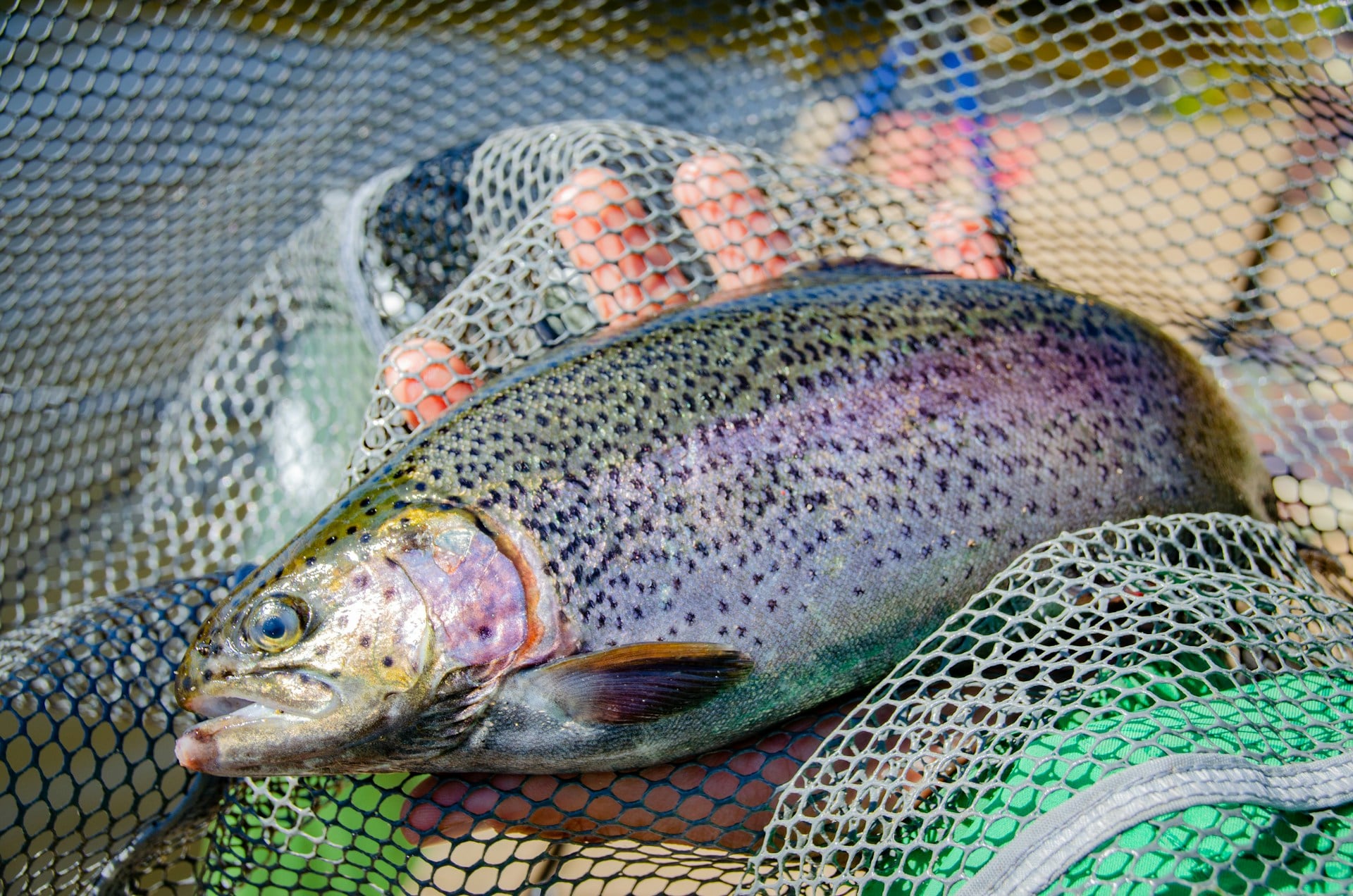 Best Fishing Spots for Beginners in the Finger Lakes