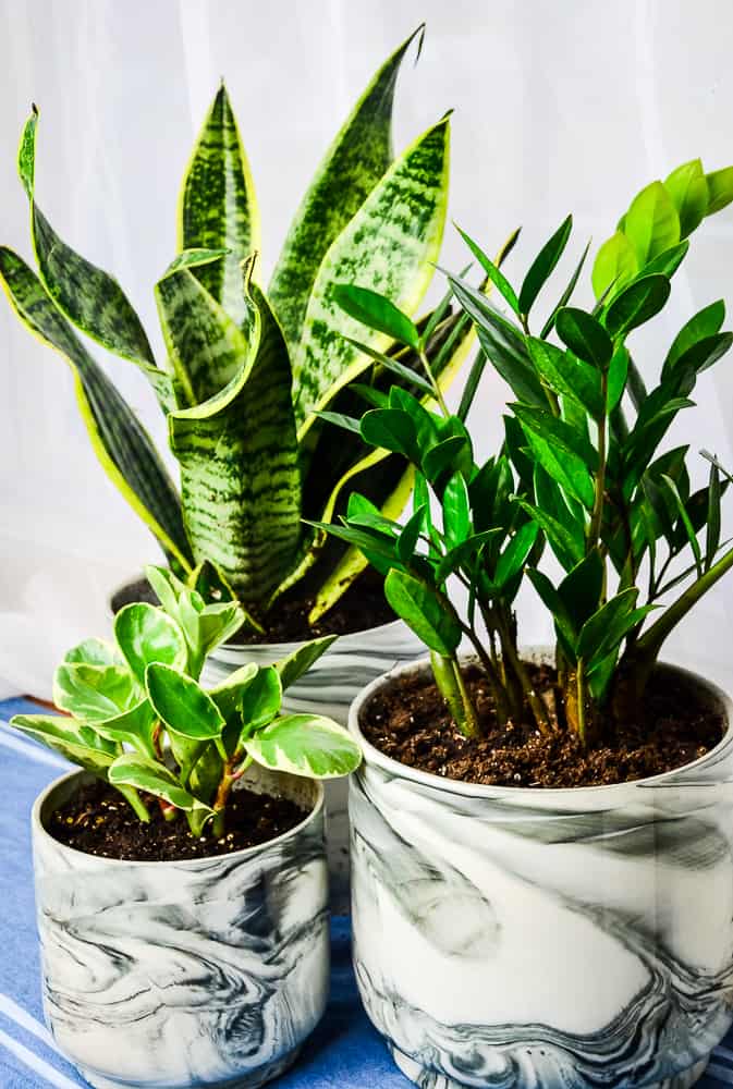 My 5 Favorite House Plants – Home in the Finger Lakes