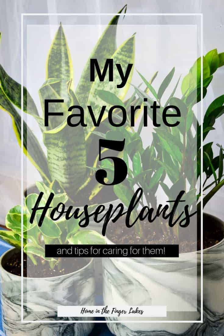 My 5 Favorite House Plants