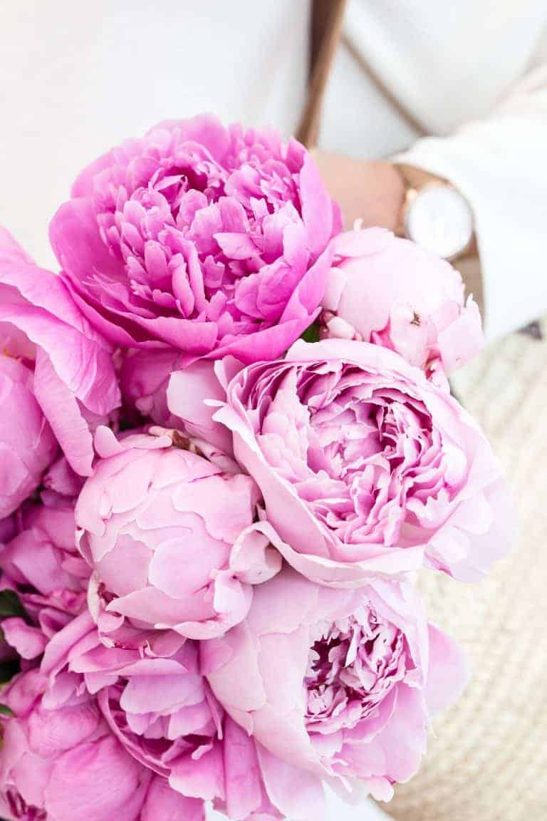 How to Grow Peonies for Fragrant Bouquets