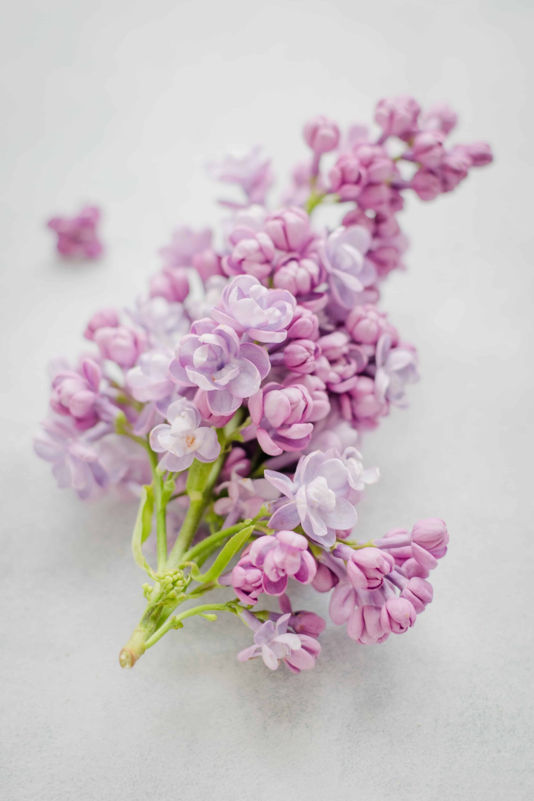 5 Unexpected Ways to Bring Lilac Season into Your Home