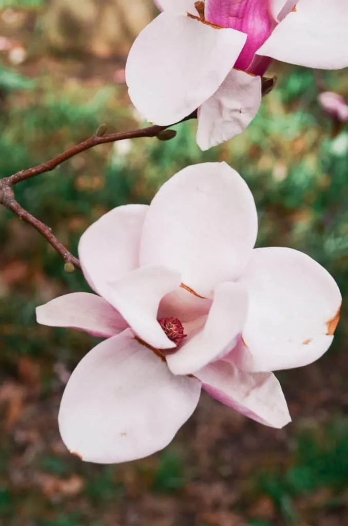 Close up view into a pink magnolia flower in Palmyra New York. 