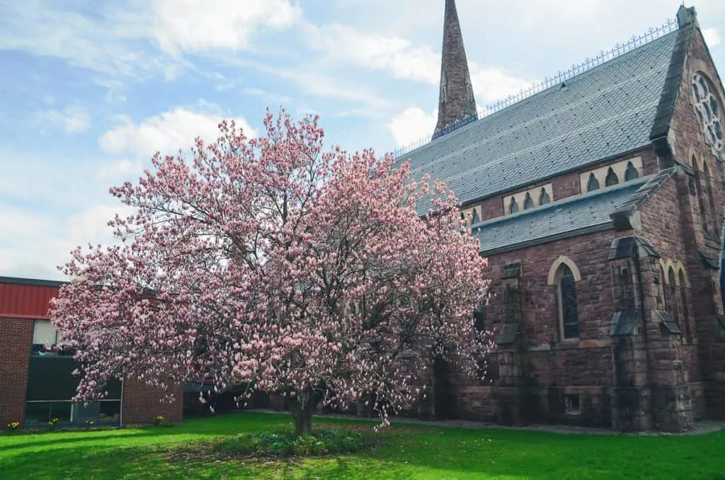 Pink Magnolia Tree in full bloom in front of Zion Episcopal Church in Palmyra . 