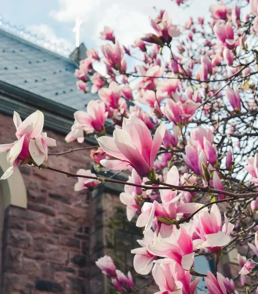 Pink Magnolia bloosoms on a branch in front on the cross of the Zion Episcopal Church in Palmyra