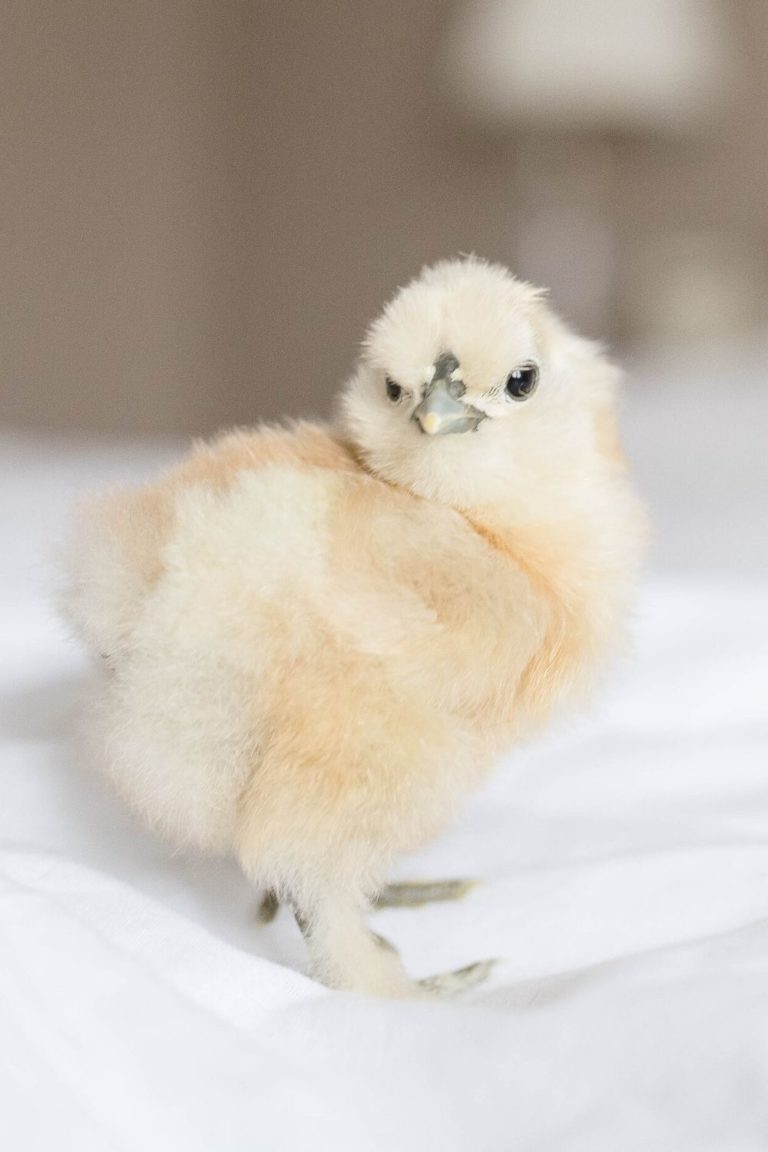 Where to Get Day Old Chicks For a Backyard Flock