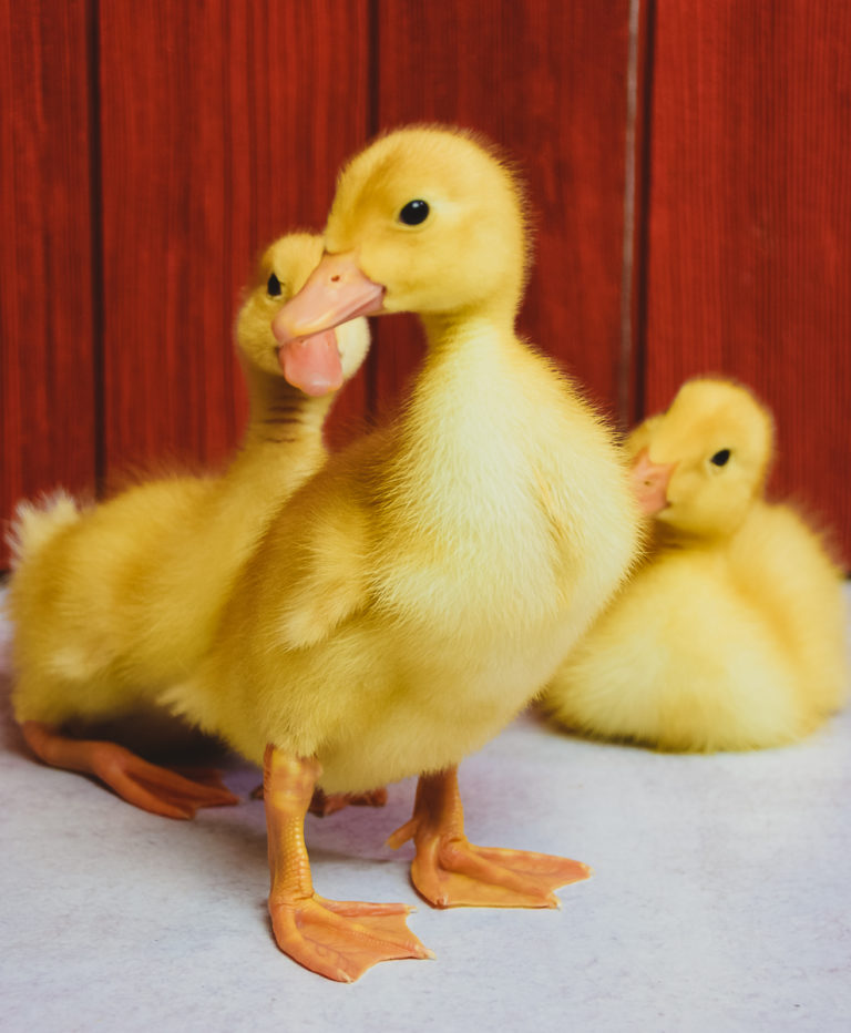 Raising Ducklings for the Second Time This Summer: What I Will Do Differently