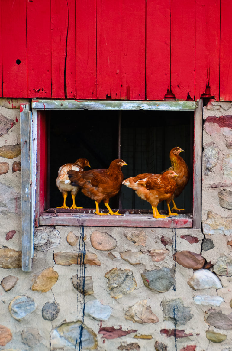 Eveything You Need To Know About Deep Litter Bedding In a Chicken Coop
