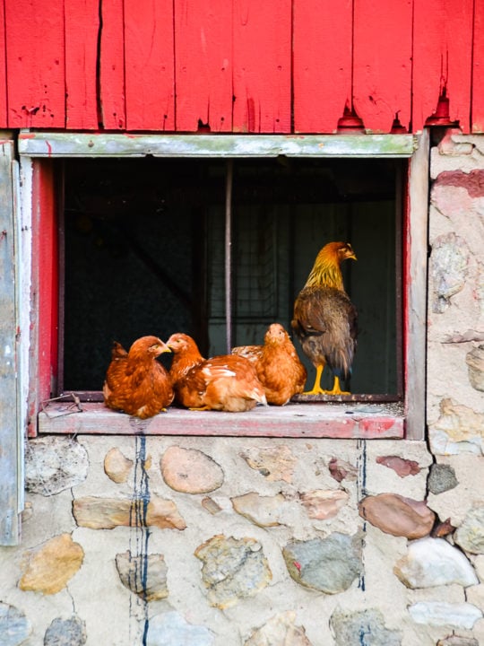 5 Gadgets to Boost Coop Security & Protect Chickens From Predators