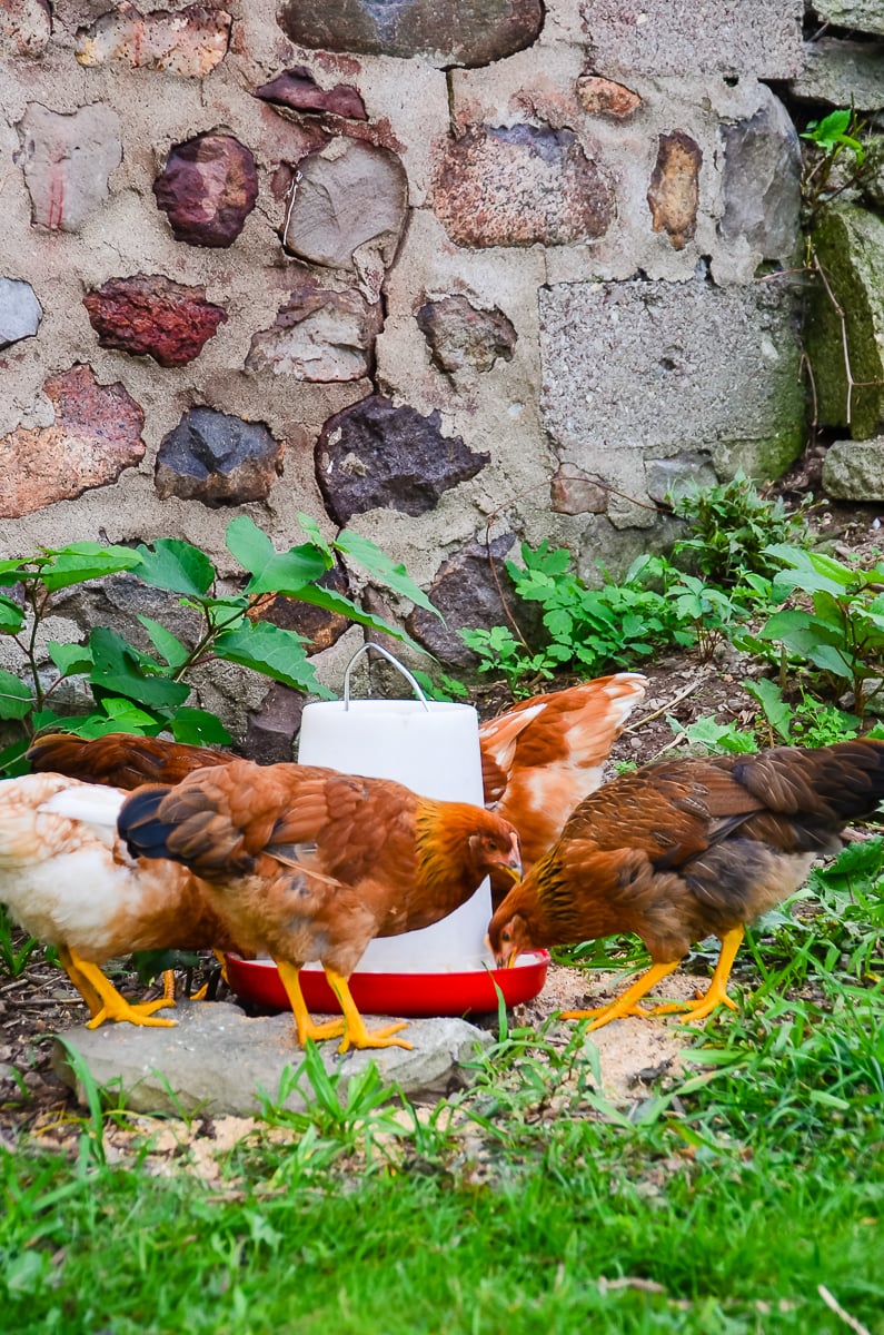 Should I Give My Chickens Garlic? Home in the Finger Lakes