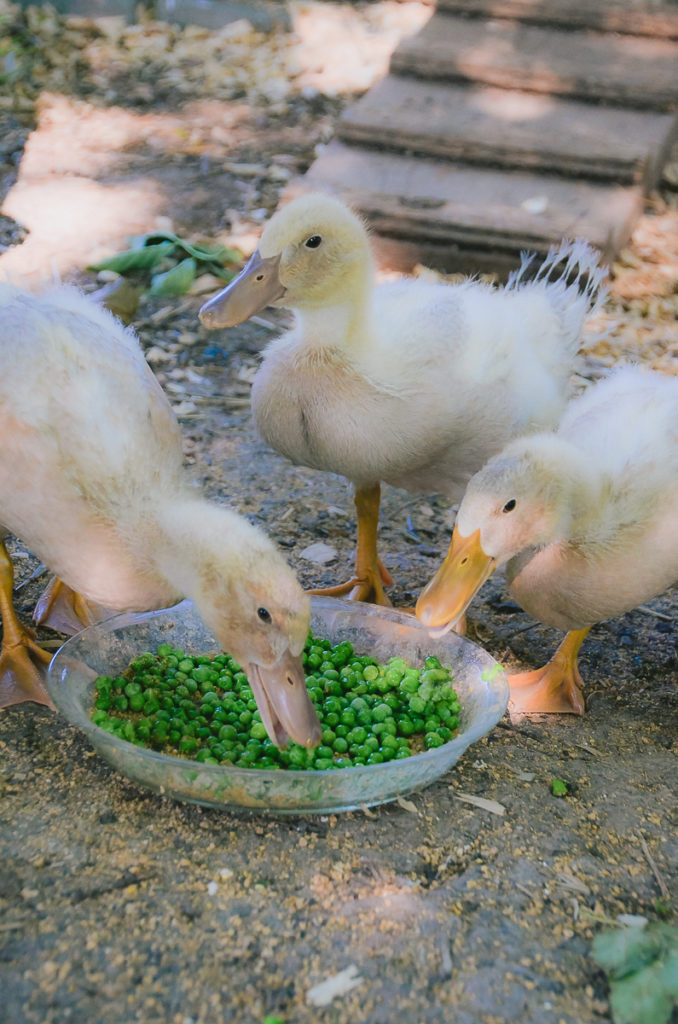 3- 4 week old female buff ducklings eating peas out of a glass pie dish in their duck run. 