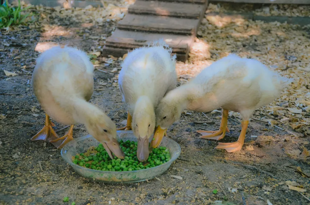3- 4 week old female buff ducklings eating peas out of a glass pie dish in their duck run. 