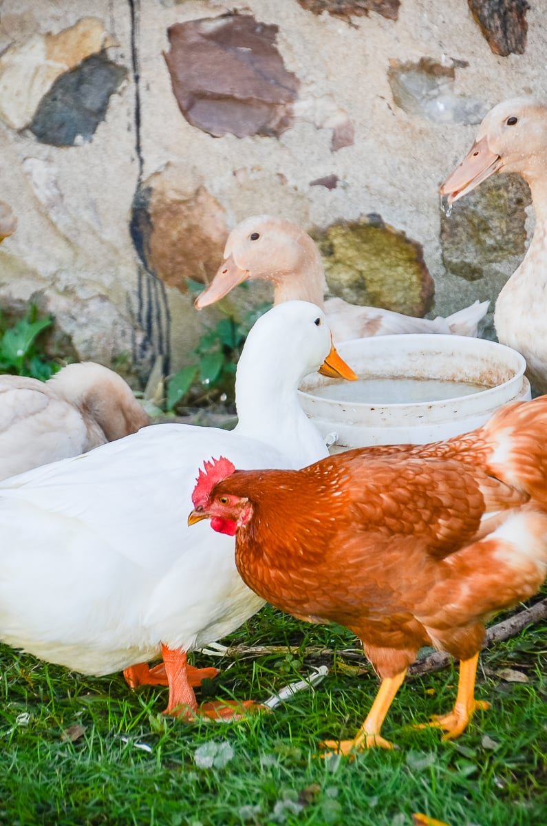 Coop Cohabitation Can Chickens and Ducks Live Together? Home in the