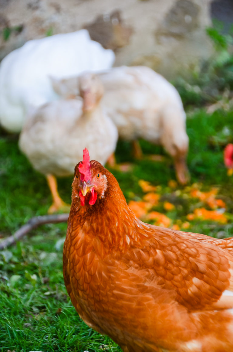 Coop Cohabitation: Can Chickens and Ducks Live Together?
