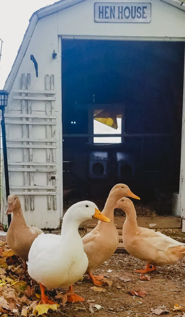 Adult Pekin Duck and 3 Buff Ducks in front of a white chicken coop. 
