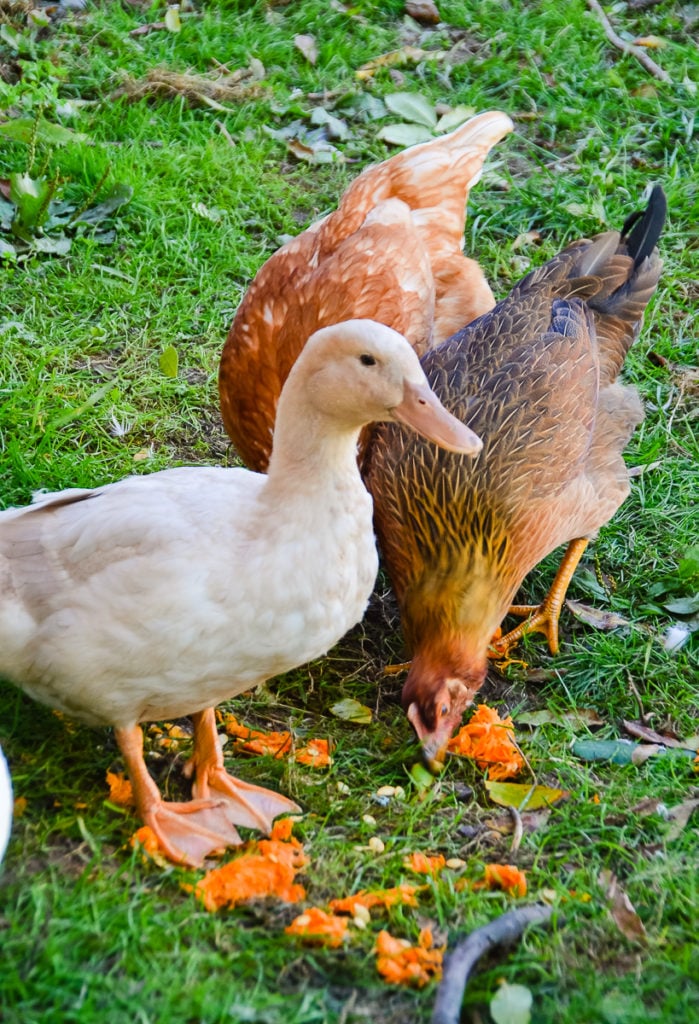 Buff duck and a pearl leghorn and isa brown chicken eating pumpkin seeds