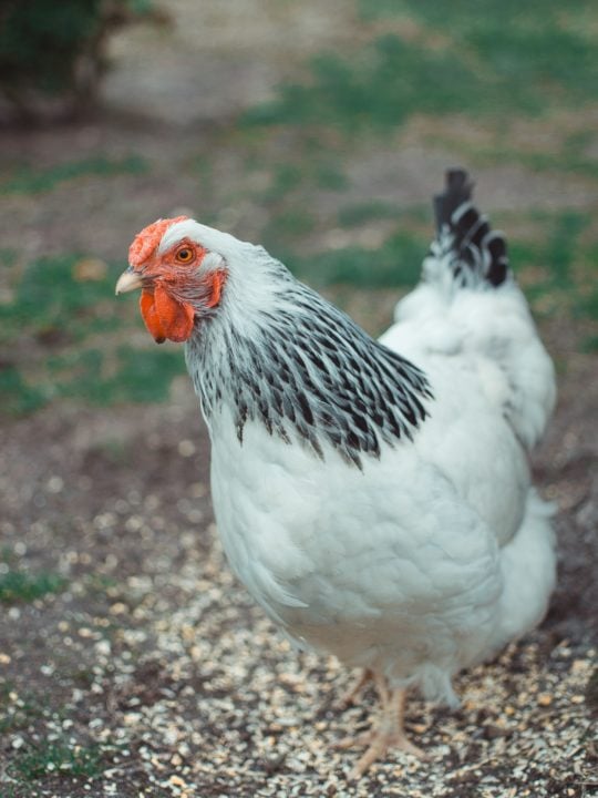 Animal-Related Hobbies That You Can Do at Home