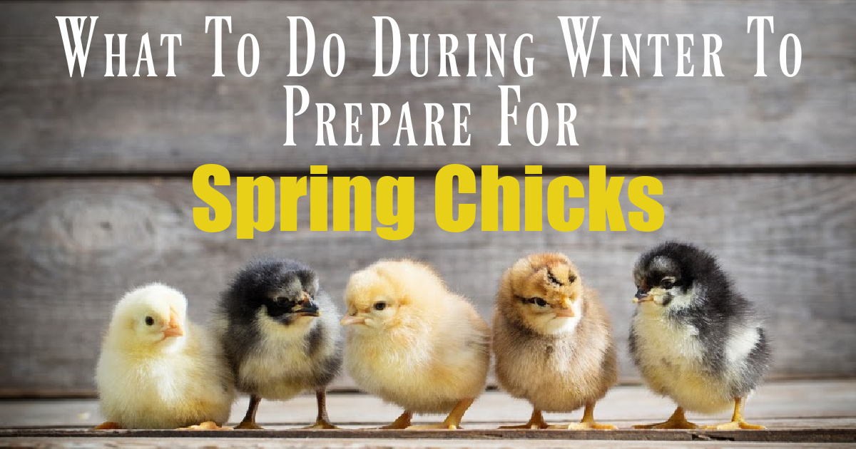 What To Do During the Dead of Winter To Prepare For Spring Chicks