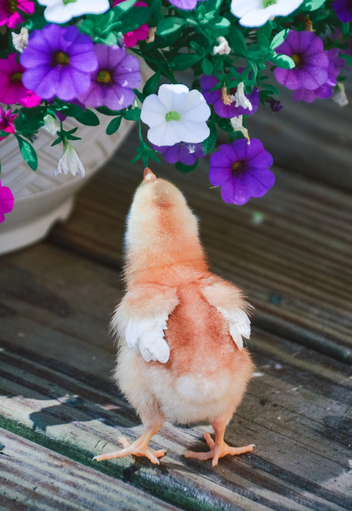 Isa Brown week old chick pecking at a small flower in a hanging pot. 