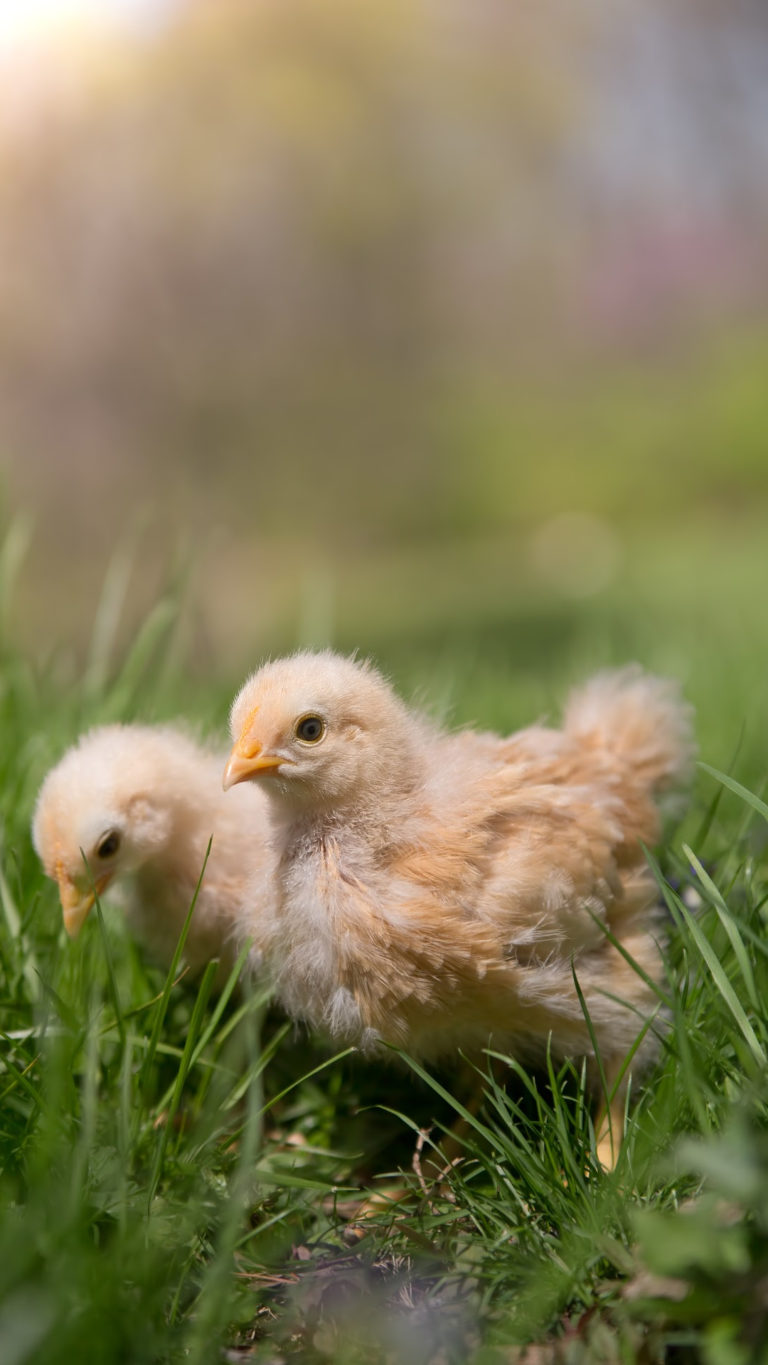 What To Do During the Dead of Winter To Prepare For Spring Chicks