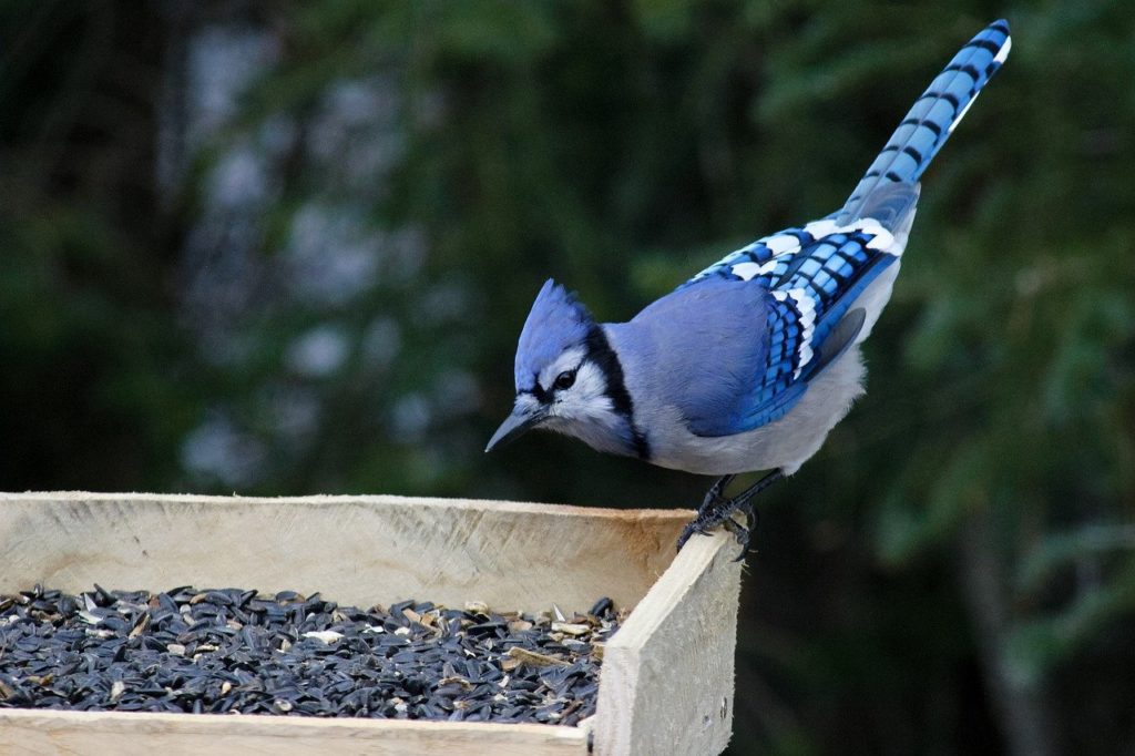 A blue jay perched on a open top bird feeder full of black oil sunflower seeds, trees full of green leaves are slightly out of focus in the background