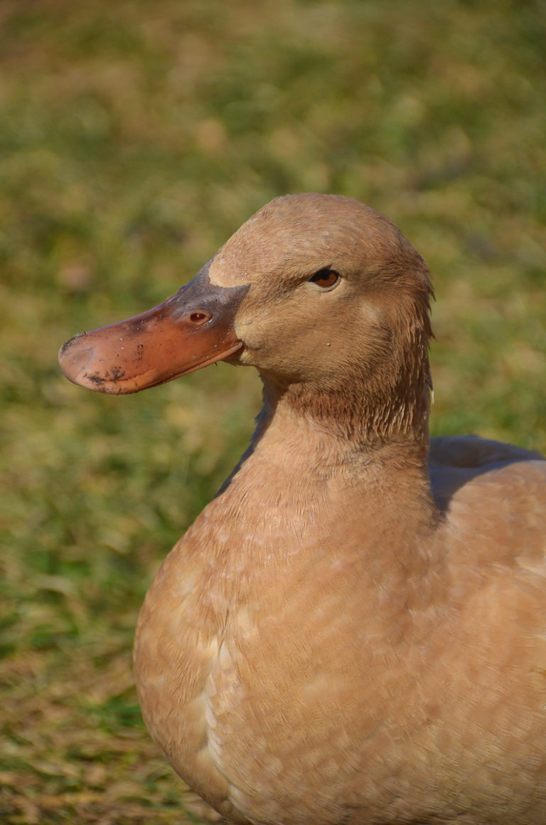 Downsides to Ducks, The 100% Honest Truth about Owning Ducks