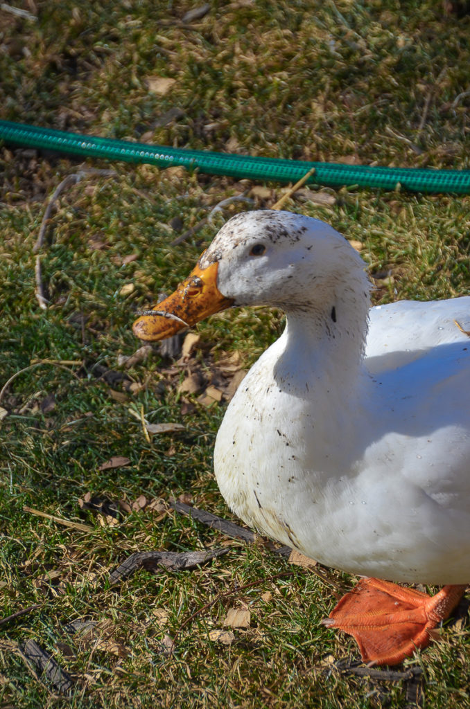 A adult white female pekin duck, whose face and bill are covered in mud is standing in a grassy yard, a garden hose is slightly out of focus on the ground behind the duck. 