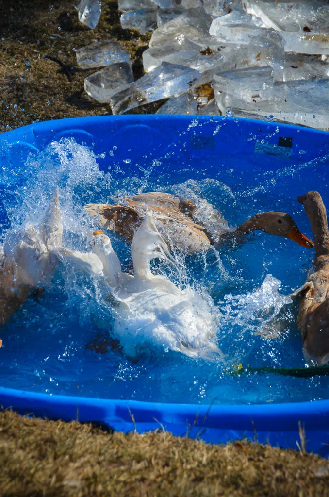 3 Buff Orpington ducks and 1 pekin ducks splashing in a plastic kiddie pool mid winter. Large chunks of ice that have been removed from the pool can be seen on the ground beside the pool