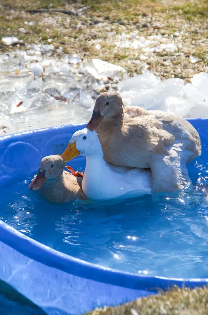 1 adult female pekin duck and two female buff orpington ducks in a blue plastic kiddie pool mounted on top of each other during mating season. 