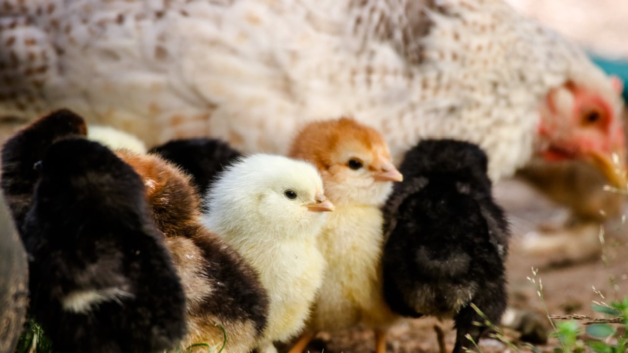 Buying Fertile Eggs Online Home in the Finger Lakes