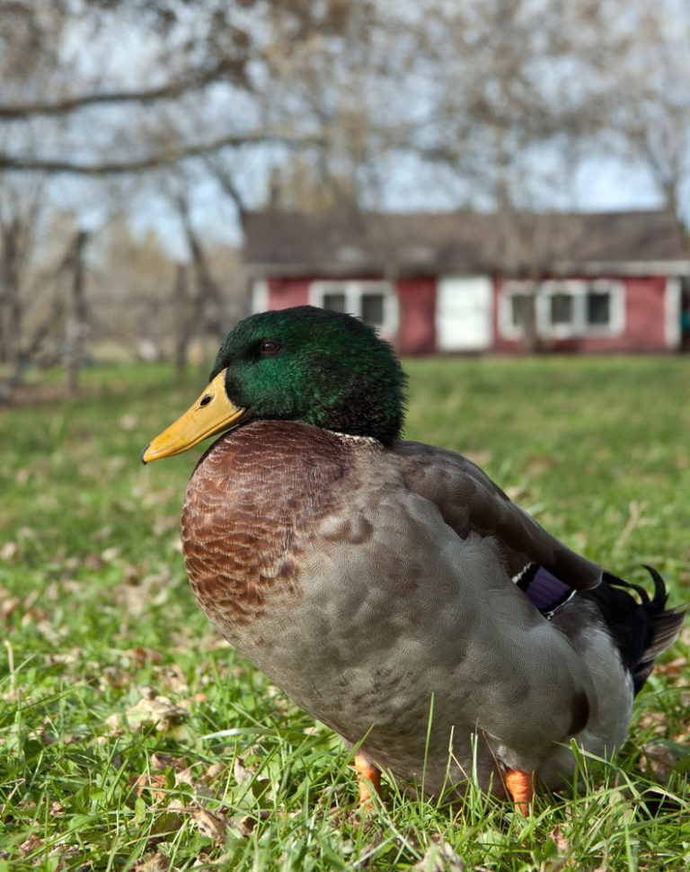 Why I Will Never Keep a Drake in My Mixed Backyard Flock