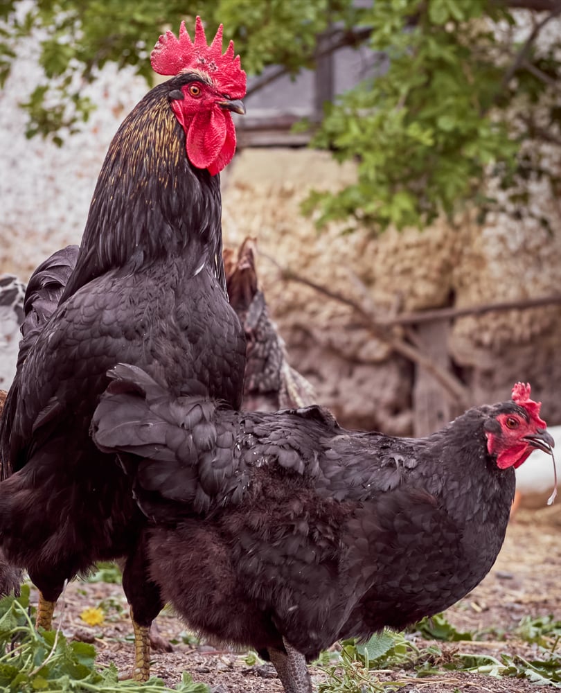 5 Best Backyard Chicken Books That You MUST Read