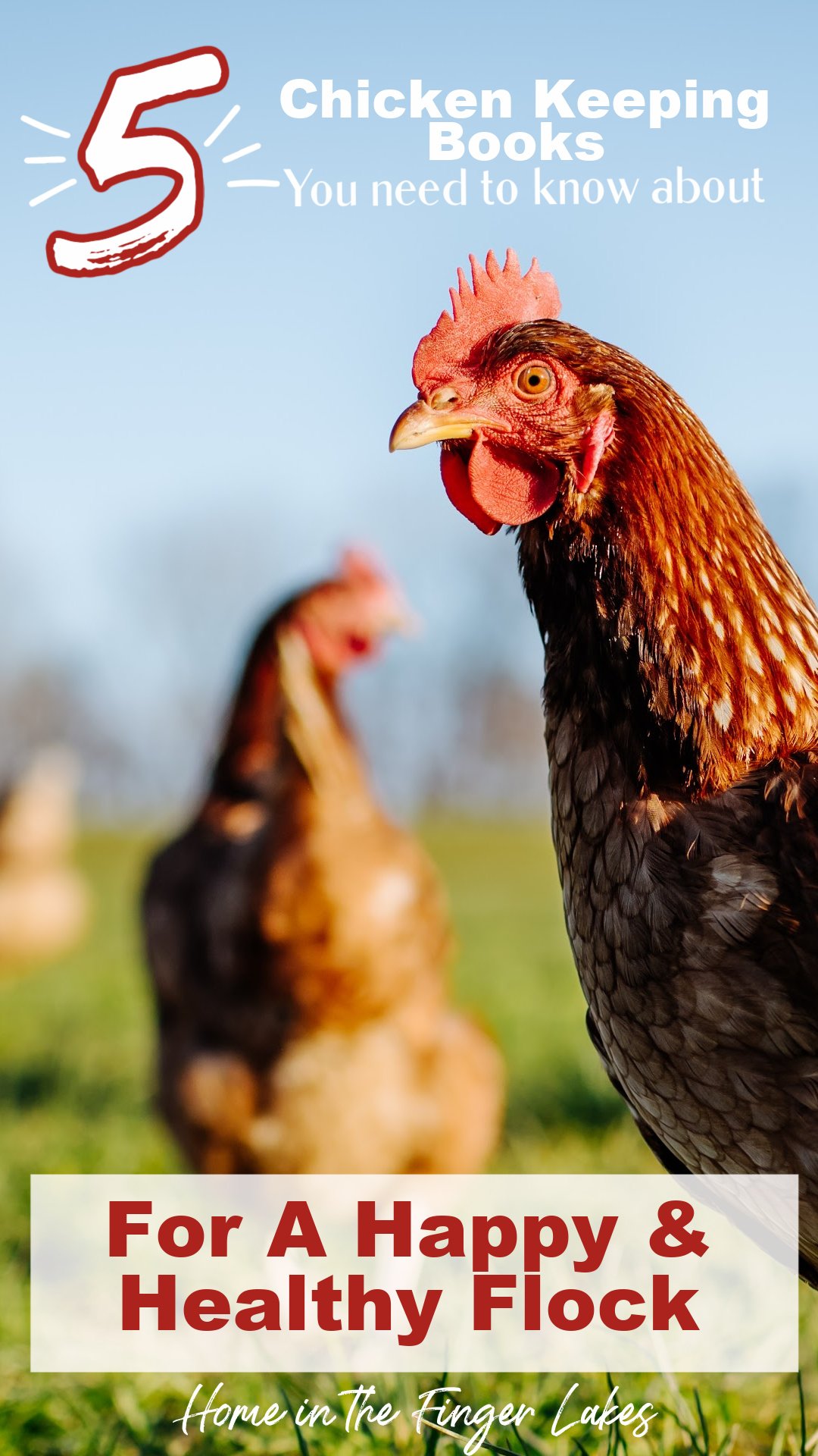 5 Best Backyard Chicken Books That You MUST Read Home in the Finger Lakes